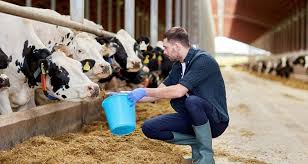 İTHALATA DAYALI HAYVANCILIĞIN SORUNLARI VE ÇÖZÜM ÖNERİLERİ